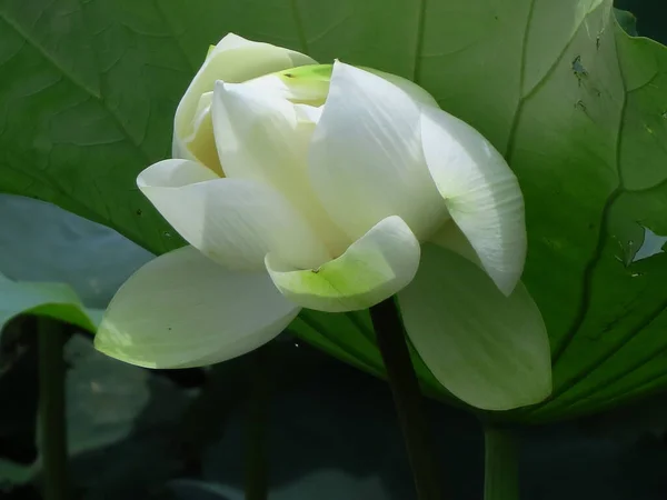 Een Dichtbij Shot Van Een Prachtige Witte Lotus Groeiend Een — Stockfoto