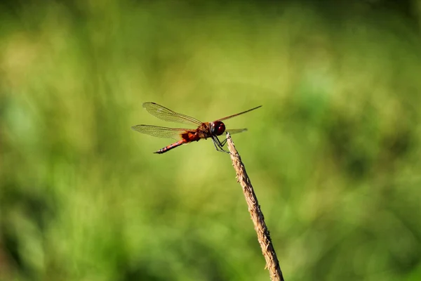 一张用棍子拍摄的可爱蜻蜓的有选择的焦点照片 — 图库照片