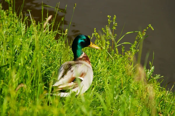 德国美因河畔 一只雄性野鸭在阳光下闪闪发光 — 图库照片