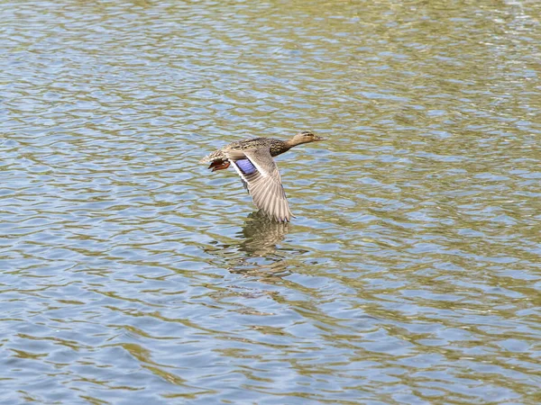 Duck Flying Lake — Stock Photo, Image