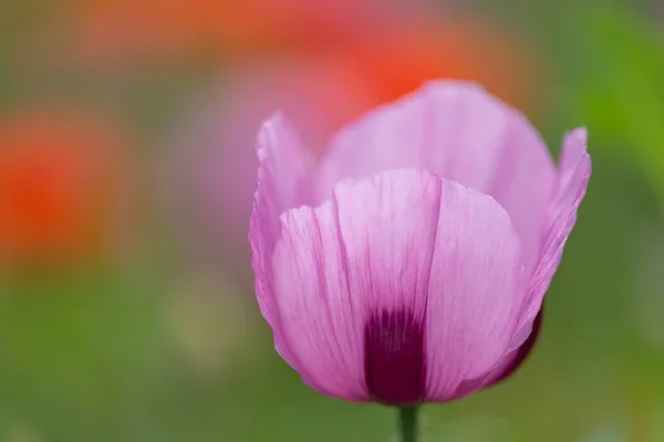 Фіолетово Рожеве Цвітіння Опіумного Маку Тлі Опіумного Макового Поля Червоними — стокове фото