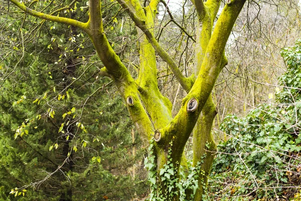 Uma Árvore Verde Com Casca Coberta Musgo — Fotografia de Stock