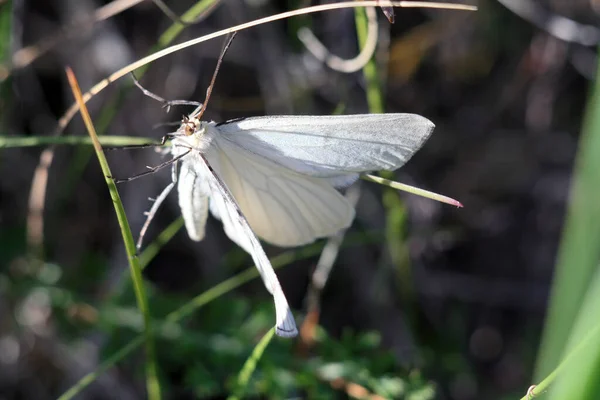 Selective Focus Shot Beautiful White Butterfly — Stock Photo, Image