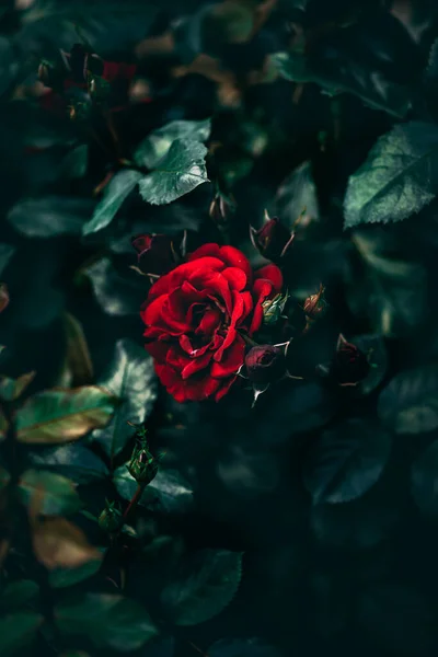 Vertikální Záběr Čerstvé Červené Růže Poupaty Zahradě — Stock fotografie