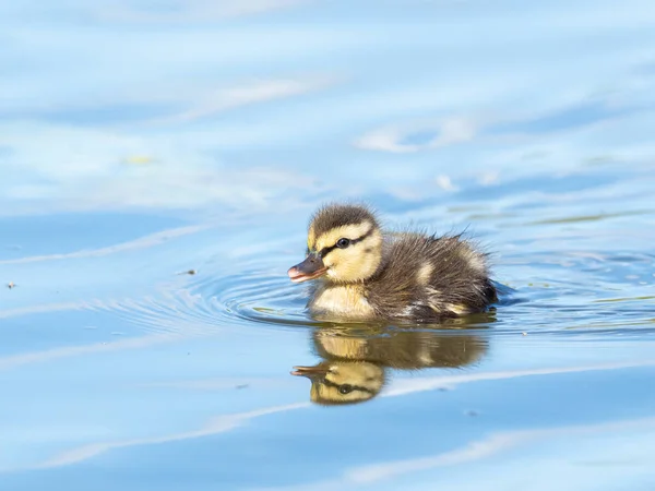 Canard Colvert Mignon Nageant Dans Lac — Photo