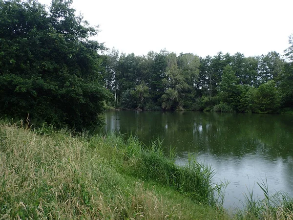 Vacker Bild Lugn Sjö Parken Omgiven Färsk Grön Vegetation — Stockfoto