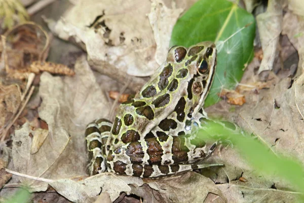 Detailní Záběr Žáby Severního Leoparda Stojící Suchém Listí Divočině — Stock fotografie