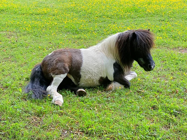 马驹一种黑色的 褐色的 白色的小马驹 躺在田野的绿草上 从侧面看 — 图库照片