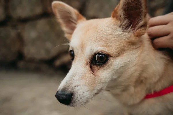 Nahaufnahme Eines Süßen Weißen Hundes Aus Carolina — Stockfoto