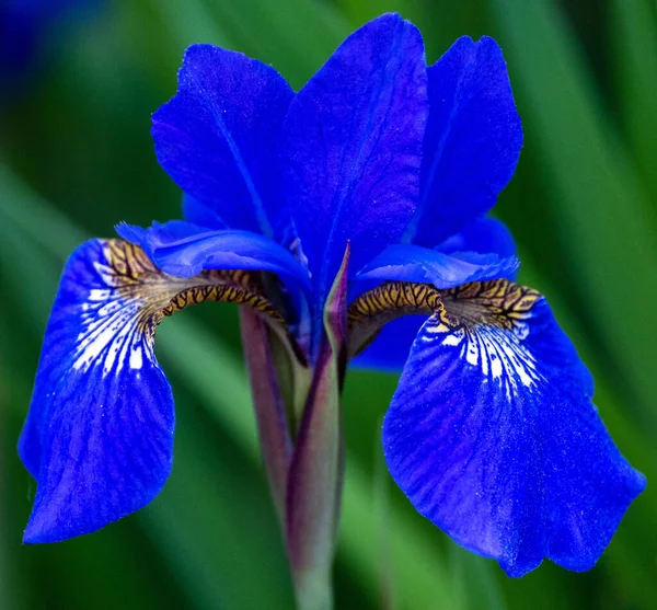 Selective Focus Shot Blue Iris Flower Head Green Leaves — Stock Photo, Image