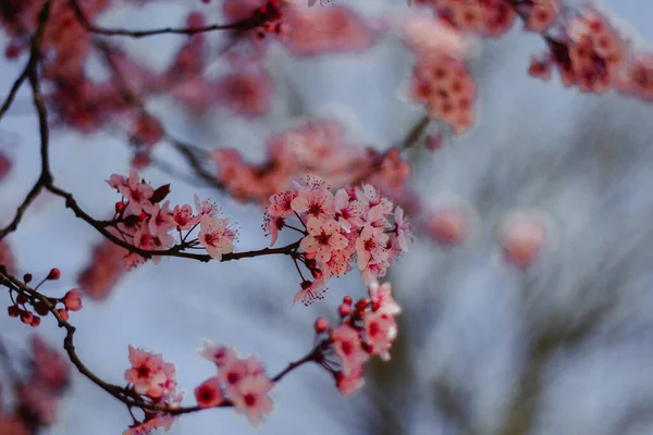 가지들에 아름답고 부드러운 분홍빛 벚꽃의 — 스톡 사진