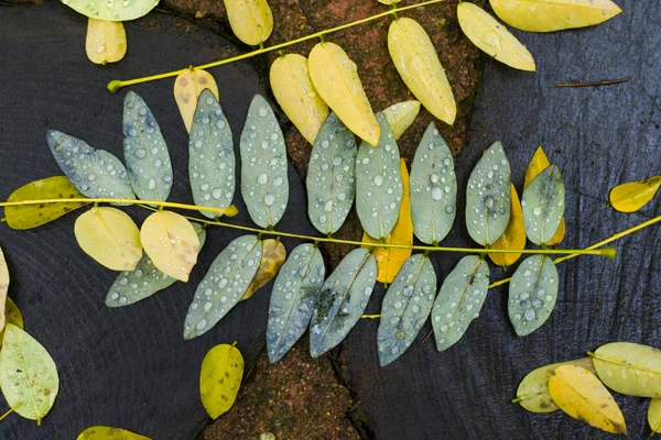 Een Bovenaanzicht Van Herfst Gevallen Bladeren Bedekt Met Regendruppels — Stockfoto