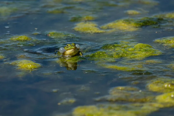 Gros Plan Une Grenouille Sortant Eau Sale Avec Mousse — Photo