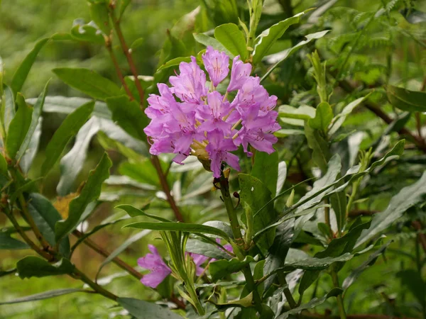 Primer Plano Hermosas Flores Rododendro Púrpura Sobre Arbusto — Foto de Stock