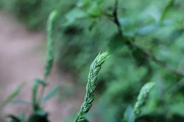 背景がぼんやりとした森の中に咲く緑の植物のクローズアップ — ストック写真