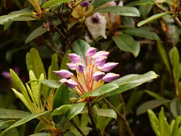 Gros Plan Bourgeons Fermés Fleurs Rhododendron Violet Sur Arbuste — Photo