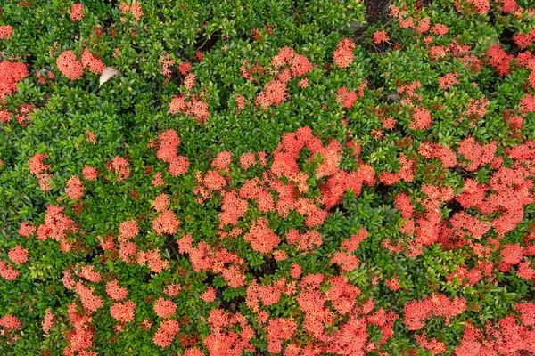 Flame Woods Flower Bed Great Backgrounds Wallpapers Horizontal Shot — Stock Photo, Image