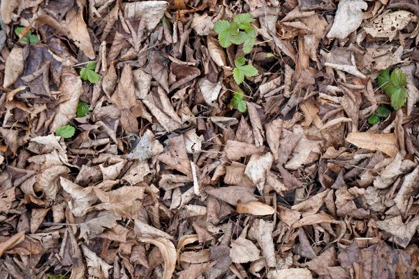 Ein Blick Von Oben Auf Abgefallene Trockene Blätter — Stockfoto