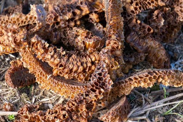 森の床に干した蜂蜜の櫛の破片のクローズアップショット — ストック写真