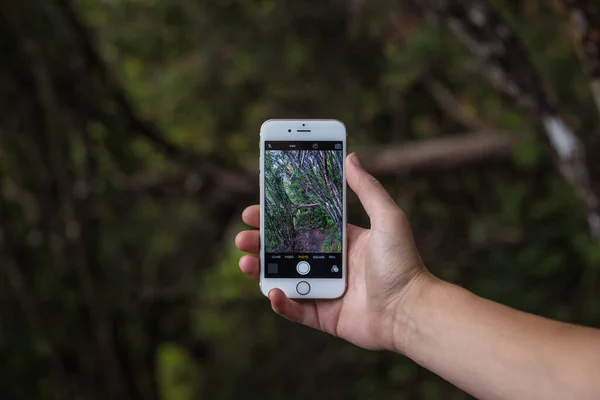 Uma Mão Com Smartphone Tirando Uma Foto Uma Trilha Florestal — Fotografia de Stock