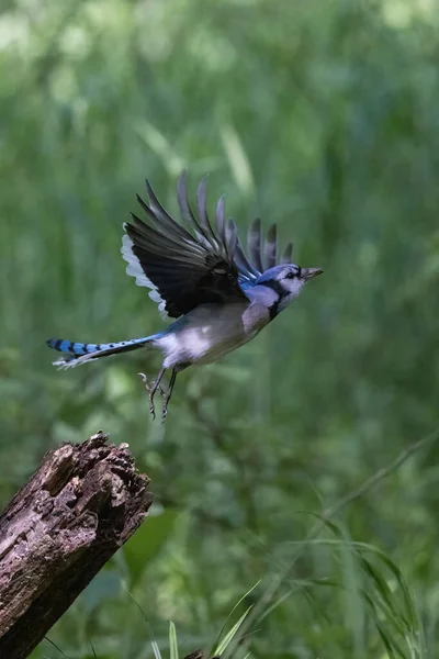 A blue jay bird flying in a forest