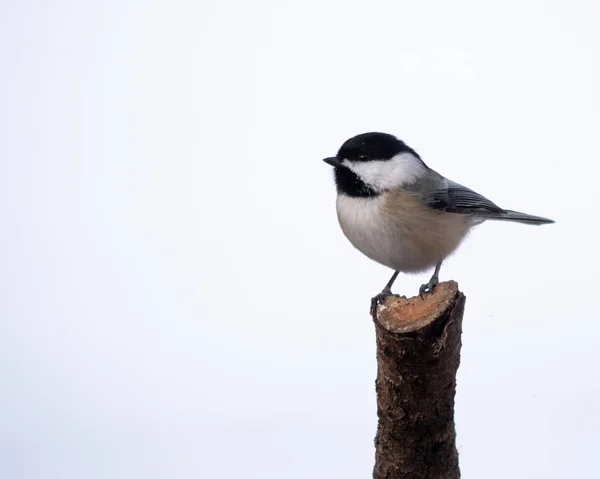 Fluffy Great Tit Bird Perched Tree White Background — Zdjęcie stockowe