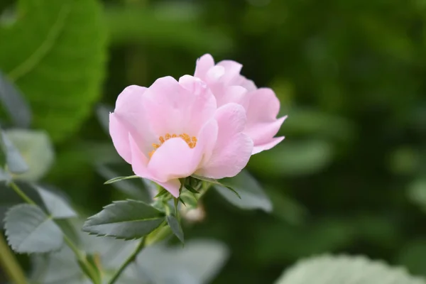 Closeup Shot Beautiful Blooming Flower — Stock Photo, Image