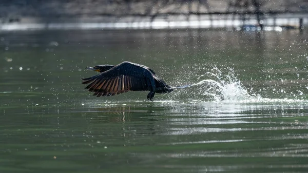 Eine Schwarze Ente Bereitet Sich Auf Die Flucht Aus Einem — Stockfoto