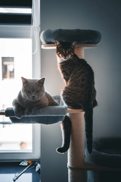 Een Blinde Kat Een Britse Stenografisch Kat Zitten Een Kattenboom — Stockfoto