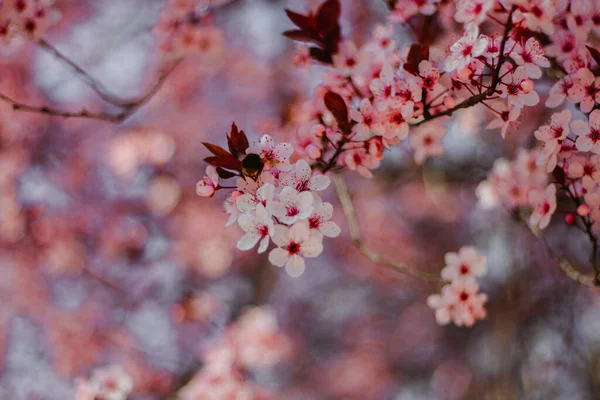 Ένα Κοντινό Πλάνο Από Ζωηρά Ροζ Άνθη Κερασιάς Ένα Όμορφο — Φωτογραφία Αρχείου