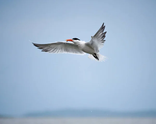 Μια Αρκτική Tern Που Φέρουν Στον Ουρανό — Φωτογραφία Αρχείου