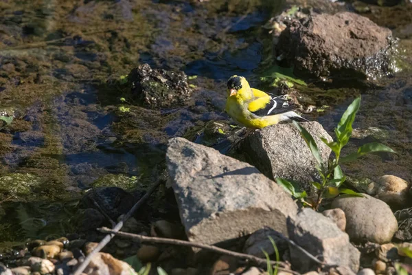 Симпатичная Птица Spinus Tristis Скале Озера — стоковое фото