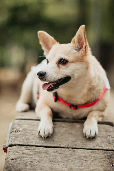 Вертикальный Снимок Милой Белой Каролинской Собаки — стоковое фото