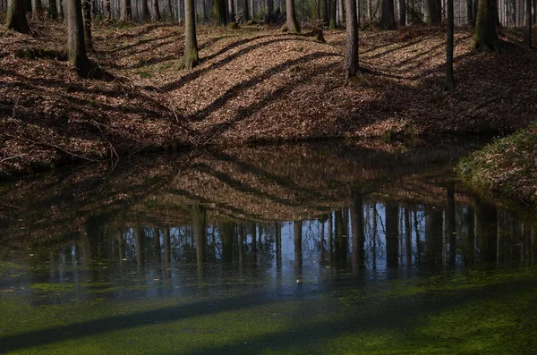 Nahaufnahme Eines Spiegelnden Teichs Wald — Stockfoto