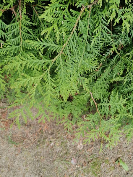 Colpo Verticale Foglie Abete Rosso Verde Fresco — Foto Stock