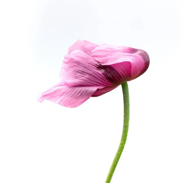 Violet-pink flowers of the opium poppy against a white background
