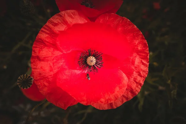 Eine Nahaufnahme Eines Schönen Roten Mohns Einem Garten — Stockfoto