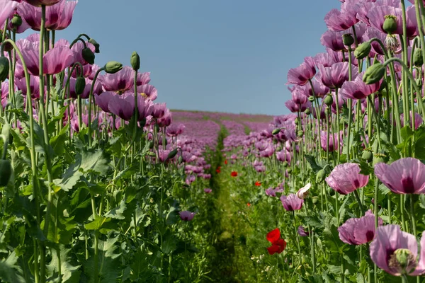 Campo Grandes Plantas Amapola Opio Contra Cielo Azul — Foto de Stock