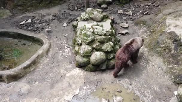 Высокоугольный Снимок Бурых Медведей Разгуливающих Зоопарку — стоковое видео