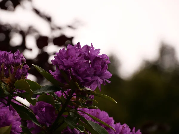 Närbild Vackra Lila Rhododendron Blommor Buske — Stockfoto