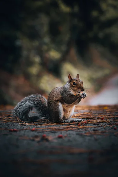 Cute Eastern Gray Squirrel Eating While Sitting Road Fores — Stock Photo, Image