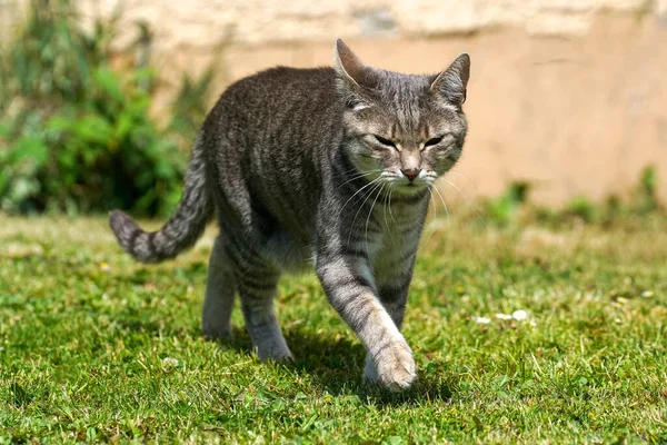 Close Gato Irritado Andando Livre — Fotografia de Stock