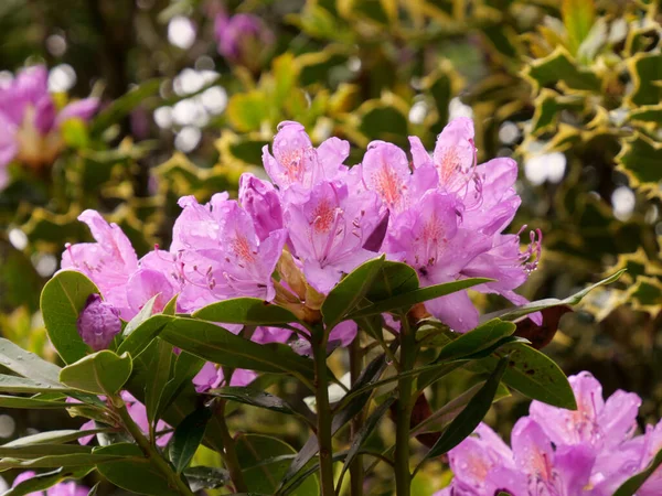 Closeup Shot Beautiful Purple Rhododendron Flowers Shrub — Zdjęcie stockowe