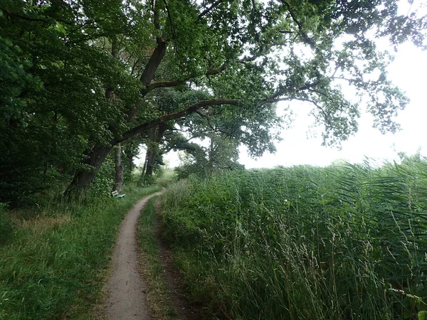 Sentier Étroit Dans Parc Plein Végétation Dense Verte — Photo