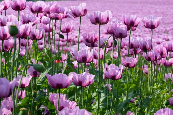Field with blooming violet-pink opium poppy plants