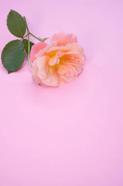 Pionowy Strzał Ogrodowej Róży Różowej Powierzchni Miejscem Tekst — Zdjęcie stockowe