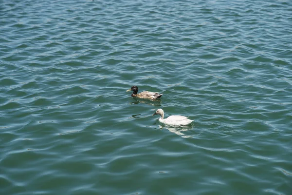 Pair Cute Ducks Swimming Wavy Lake Sunny Day — Stock Fotó