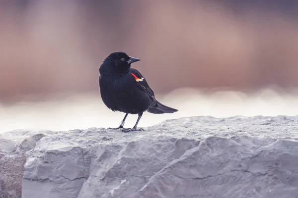 一只红翅黑鸟的特写镜头 — 图库照片