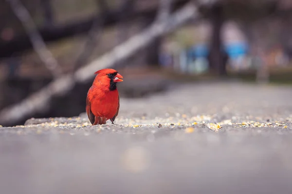 Primo Piano Uccello Cardinale Rosso — Foto Stock