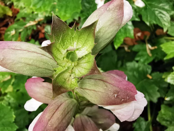 Közelkép Fehér Acanthaceae Virágok Nőnek Kertben — Stock Fotó